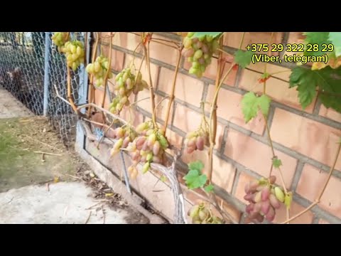Видео: «Остатки сладки». Какой виноград сохраняется на кусте до сих пор! Беларусь! 