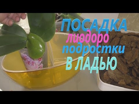 Видео: 🔋Пересадка  #Liodoro Лиодоро✅ Первый полив. Плесень в горшке хорошо или плохо❓