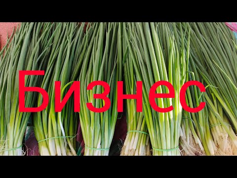 Видео: Супер способ выращивания лука на перо