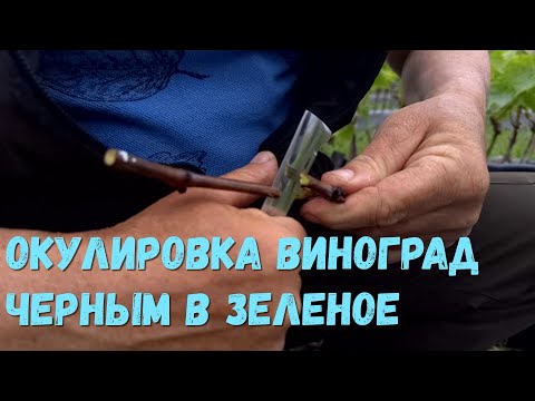 Видео: Окулировка винограда черным в зеленое.