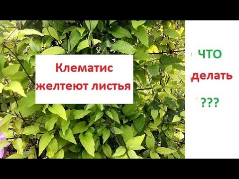 Видео: ЖЁЛТЫЕ  листья у КЛЕМАТИСА !!!  Что делать???  Устраняем причину и следствие .