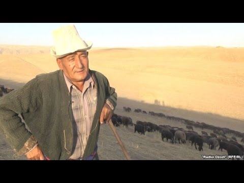 Видео: Чӯпони "современный" дар даштҳои Данғара
