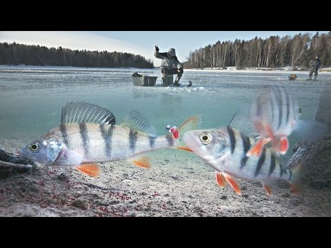 Видео: РАЗГАДАЛ СЕКРЕТ ЛОВЛИ ОКУНЯ НА МОРМЫШКУ!