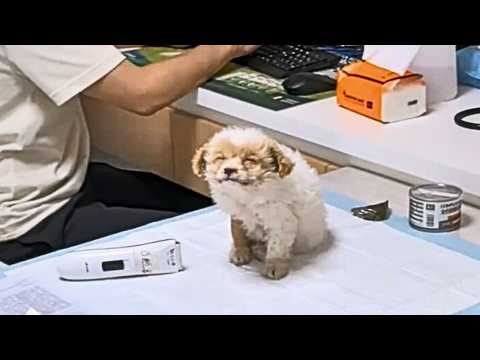 Видео: Больной щенок, осознав, что его бросили, сжался в углу, потеряв надежду на жизнь в глазах.