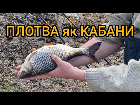 Видео: Рибалка р. Сула. Плотва, Лящ супер.