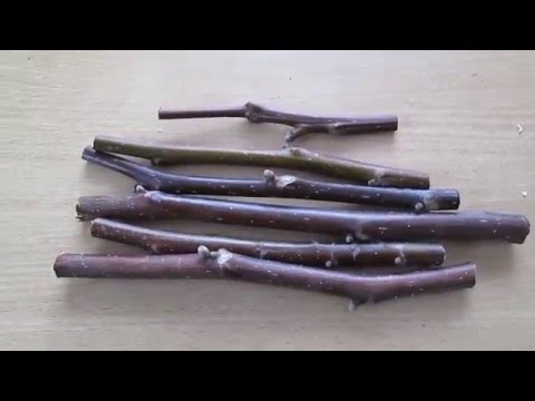 Видео: Заготовка и хранение черенков для прививки