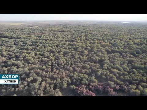 Видео: "Бешаи палангон" мероси умумиҷаҳонӣ шуд. Ҳолати воқеии Беша