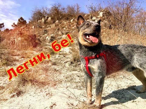 Видео: Как да науча кучето си на "легни"