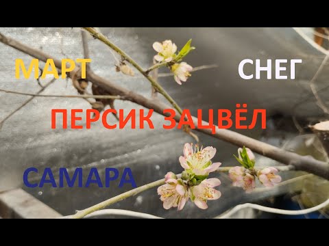 Видео: Персик цветет, март, снег, Самара