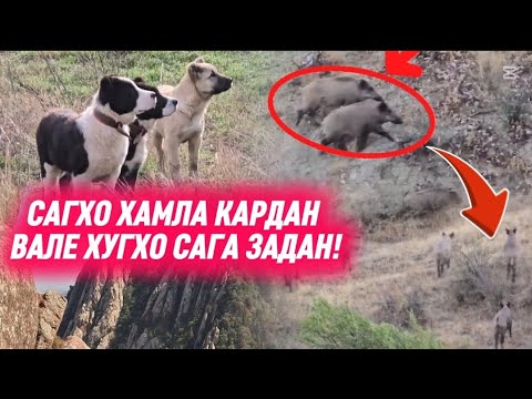 Видео: САГХОРА ХУГГО ЗАДАН😱 АНА ИН НАВОРО БУБИНЕД!😱ТО ОХИР НОГЗАРОНДА ХАТМАН БА ШУМО ПИСАНД ХОХАД ШУД👇👍🤝