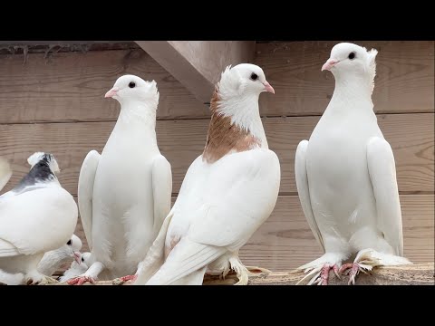 Видео: ЛЕНИНАКАНСКИЕ ГОЛУБИ. ПИТОМНИК МАРКА