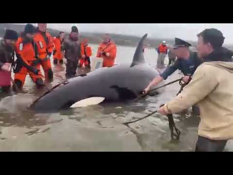 Видео: 18 июня 2023 г. Спасение косатки в порту Ванино.