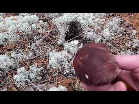 Видео: Белый гриб в Сосновом лесу. Много грибов 2024. /Mushroom picking in the Russian Pine Forest