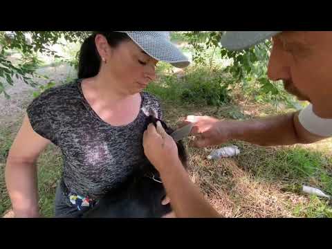 Видео: Почему не стоят уши и что с этим делать? | Немецкая овчарка | Как поставить уши щенку