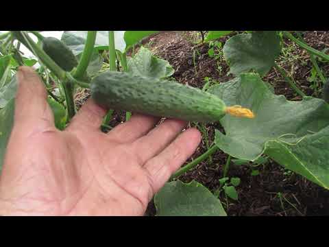 Видео: Огурец Ягуар на соломе.  Обрезка листа , огурец Артика.