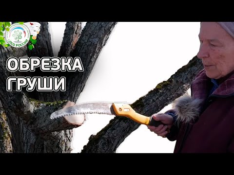 Видео: Обрезка груши весной. Как обрезать старую грушу.