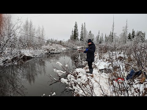 Видео: Продолжаем закрывать сезон жидкой воды 😊. рыбалка на удочку.