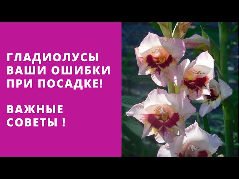 Видео: Гладиолусы - Ваши ошибки при посадке .