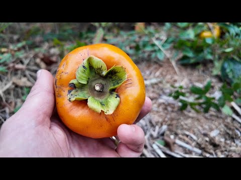 Видео: Хотите фруктовое дерево, которое легко вырастить? Попробуйте хурму!