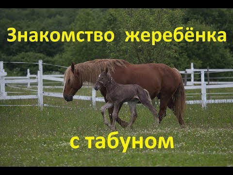 Видео: Возвращение кобылы с жеребенком в табун