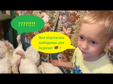 Видео: Яка підстилка найкраща для індичат 🦃 | Солома, тирса чи сіно?