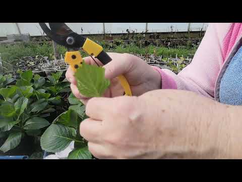 Видео: Гортензия зеленое черенкование февраль