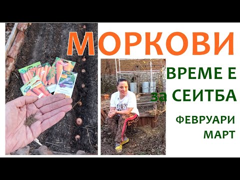 Видео: Пролетна сеитба на МОРКОВИ на открито в природосъобразна градина. Сеем моркови от семена.