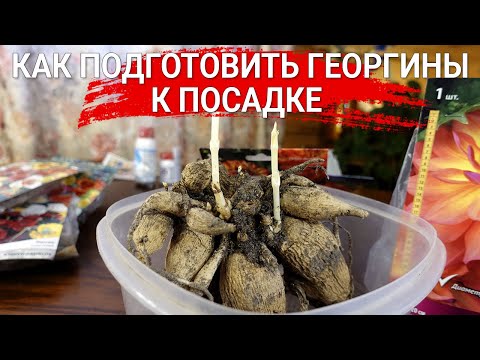 Видео: Как подготовить георгины к посадке