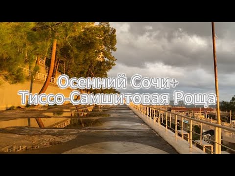 Видео: Сочи Осенью 2024 года, Тиссо-Самшитовая Роща