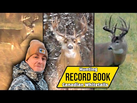 Видео: Охота на рекордного оленя: сезон 2024 года в Альберте!