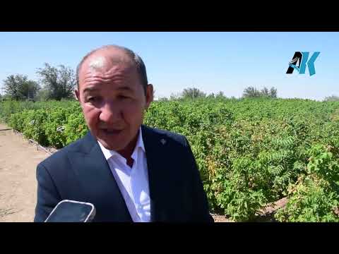 Видео: Арыста әр ауыл үшін  өзекті әрі тұрғындарға қажетті жобаларды іске асыруға нақты жұмыстар атқарылған