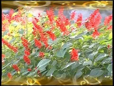 Видео: Амриддини Кабир  2025