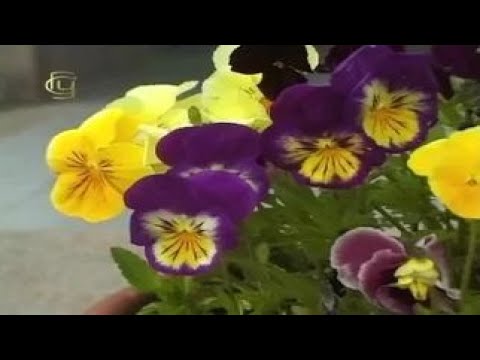 Видео: Общая биология. Отбор в селекции растений