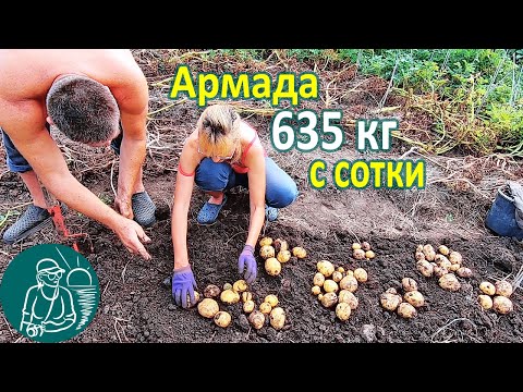 Видео: Армада в жарком климате от посадки до урожая 🥔 Выращивание картофеля 🌿 Опыт Гордеевых