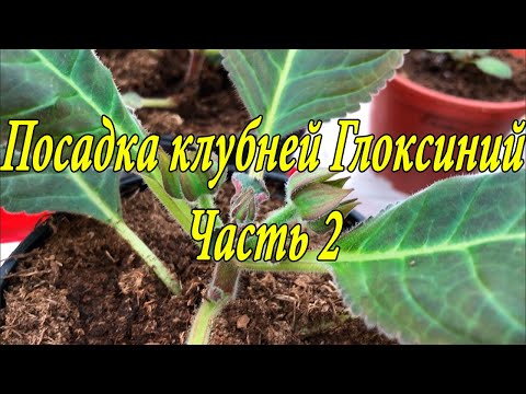 Видео: Посадка клубней Глоксинии. Часть 2