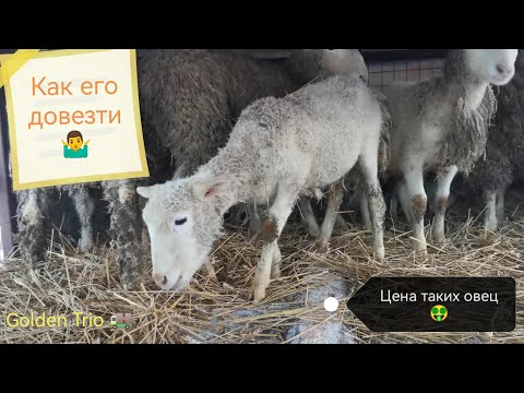 Видео: Перевозка животных. Перевозка овец.#перевозкаживотных#GoldenTrio