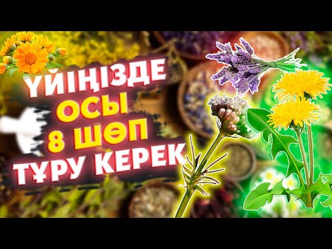 Видео: ҮЙДЕ ОСЫ 8 ШӨП ДӘРІ ТҰРУЫ КЕРЕК, ЕМДІК ТАБИҒИ ШӨПТЕР, Лаванда, Бақбақ, Шүйгіншөп