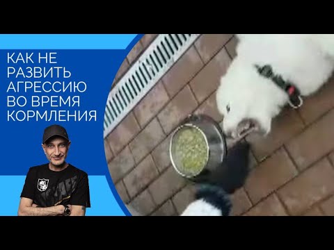 Видео: Как НЕ развивать агрессию во время кормления(щенок кавказской овчарки)