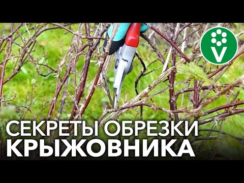 Видео: Правильная ОБРЕЗКА КРЫЖОВНИКА для крупных и здоровых ягод!