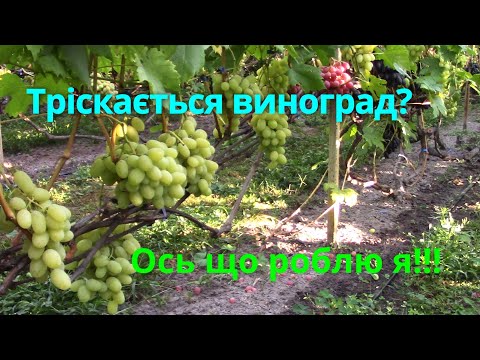Видео: Що робити, коли тріскається виноград після дощу?/What to Do When Grapes Start Cracking After Rain?