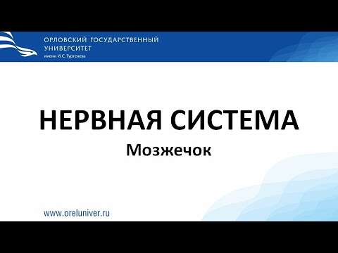 Видео: Нервная система. Строение коры мозжечка