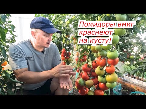 Видео: Все томаты на кусту быстро покраснеют- четыре совета, как это сделать.