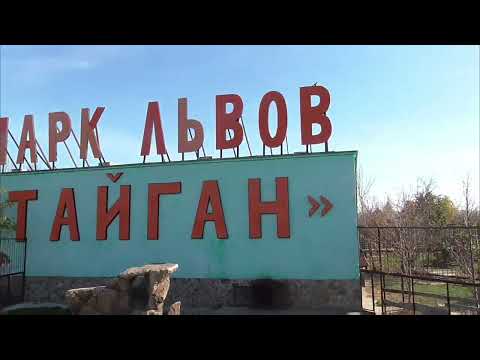 Видео: Обстановка в прайде Чука! Парк львов Тайган ❤️ 