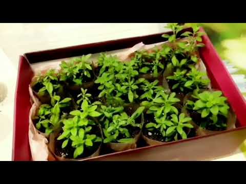 Видео: С КАКИМИ ТРУДНОСТЯМИ Я СТОЛКНУЛАСЬ ПРИ ВЫРАЩИВАНИИ КАЛИБРАХОА ИЗ ЧЕРЕНКА В ЗИМНИЙ ПЕРИОД.