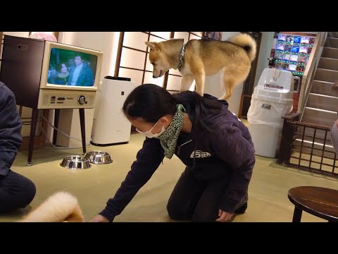 Видео: Прекрасное кафе для собак сиба-ину в Киото, Япония 🐕 Kyoto Mame Shiba Cafe