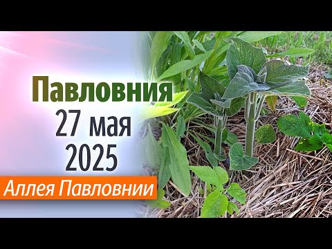 Видео: Аллея Павловнии 27 05 25