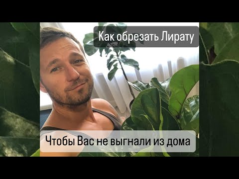 Видео: Фикус Лирата. Правильная обрезка стимулирующая дополнительное ветвление