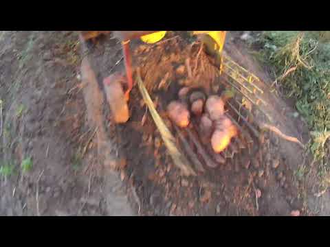 Видео: Картопля 2022 (Мирослава)