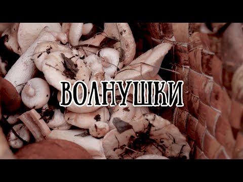 Видео: Волнушки // По грибы