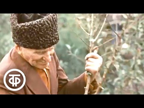 Видео: На земле адыгов. Документальный фильм (1981)
